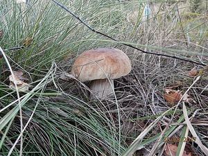 Klikni pro velký obrázek