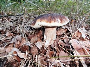 Klikni pro velký obrázek