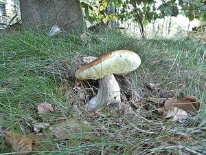 Klikni pro velký obrázek