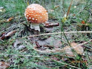 Klikni pro velký obrázek