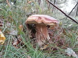 Klikni pro velký obrázek