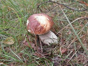 Klikni pro velký obrázek