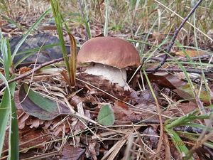 Klikni pro velký obrázek