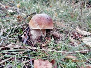 Klikni pro velký obrázek