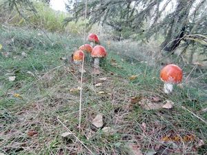 Klikni pro velký obrázek