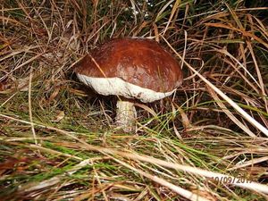 Klikni pro velký obrázek