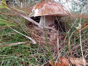 Klikni pro velký obrázek