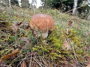 Klikni pro velký obrázek