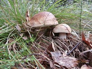 Klikni pro velký obrázek