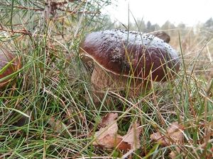 Klikni pro velký obrázek