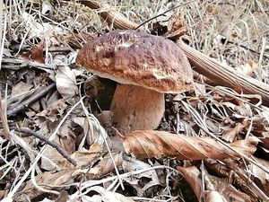 Klikni pro velký obrázek