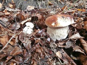 Klikni pro velký obrázek