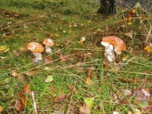 Klikni pro velký obrázek