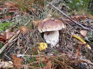 Klikni pro velký obrázek