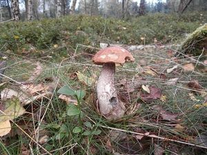 Klikni pro velký obrázek