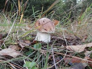 Klikni pro velký obrázek