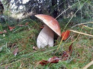 Klikni pro velký obrázek