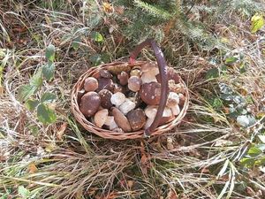 Klikni pro velký obrázek