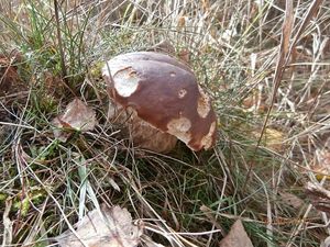 Klikni pro velký obrázek