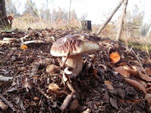 Klikni pro velký obrázek