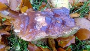 Klikni pro velký obrázek