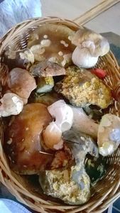 Klikni pro velký obrázek