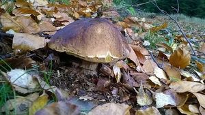 Klikni pro velký obrázek