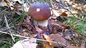 Klikni pro velký obrázek