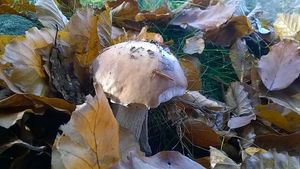 Klikni pro velký obrázek