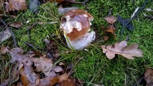 Klikni pro velký obrázek