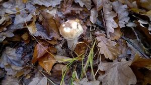 Klikni pro velký obrázek