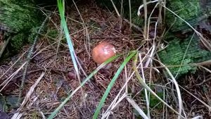 Klikni pro velký obrázek