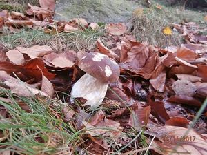 Klikni pro velký obrázek