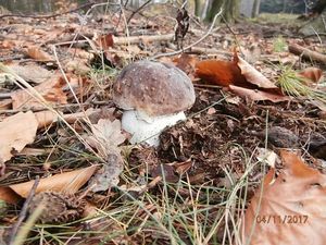 Klikni pro velký obrázek