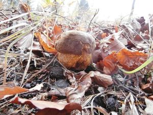 Klikni pro velký obrázek