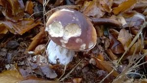 Klikni pro velký obrázek