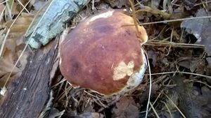 Klikni pro velký obrázek