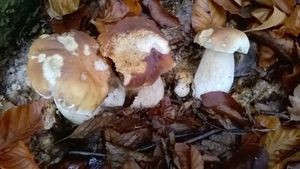 Klikni pro velký obrázek