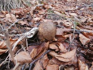 Klikni pro velký obrázek