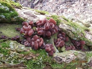 Klikni pro velký obrázek