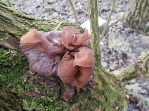 Klikni pro velký obrázek