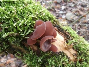 Klikni pro velký obrázek