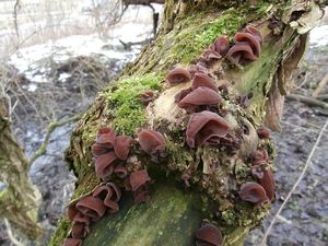 Klikni pro velký obrázek