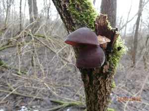 Klikni pro velký obrázek