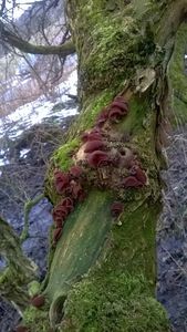 Klikni pro velký obrázek