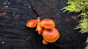 Klikni pro velký obrázek