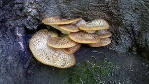 Klikni pro velký obrázek