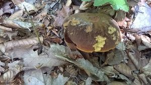 Klikni pro velký obrázek