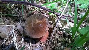 Klikni pro velký obrázek