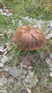 Klikni pro velký obrázek